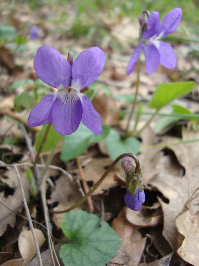 Viola alba Besser subsp. dehnhardtii
